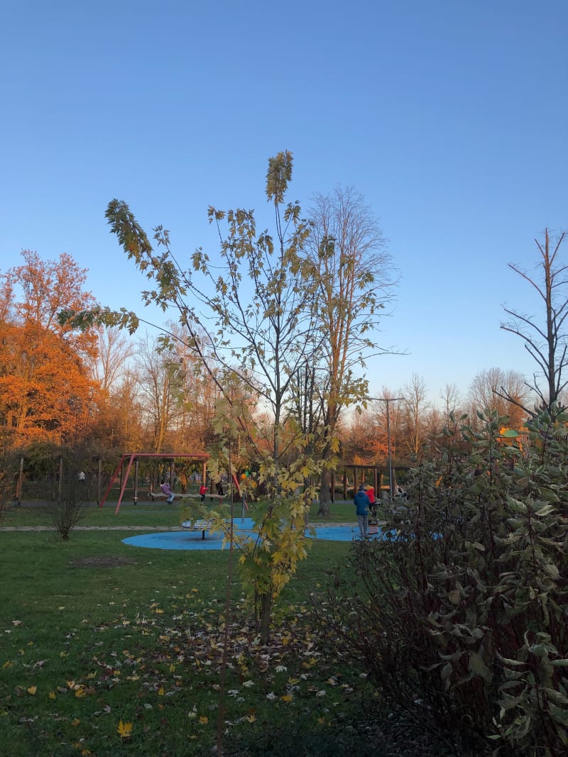 Śliczny spacer wkoło jeziorka z mini zoo - Sosnowiec