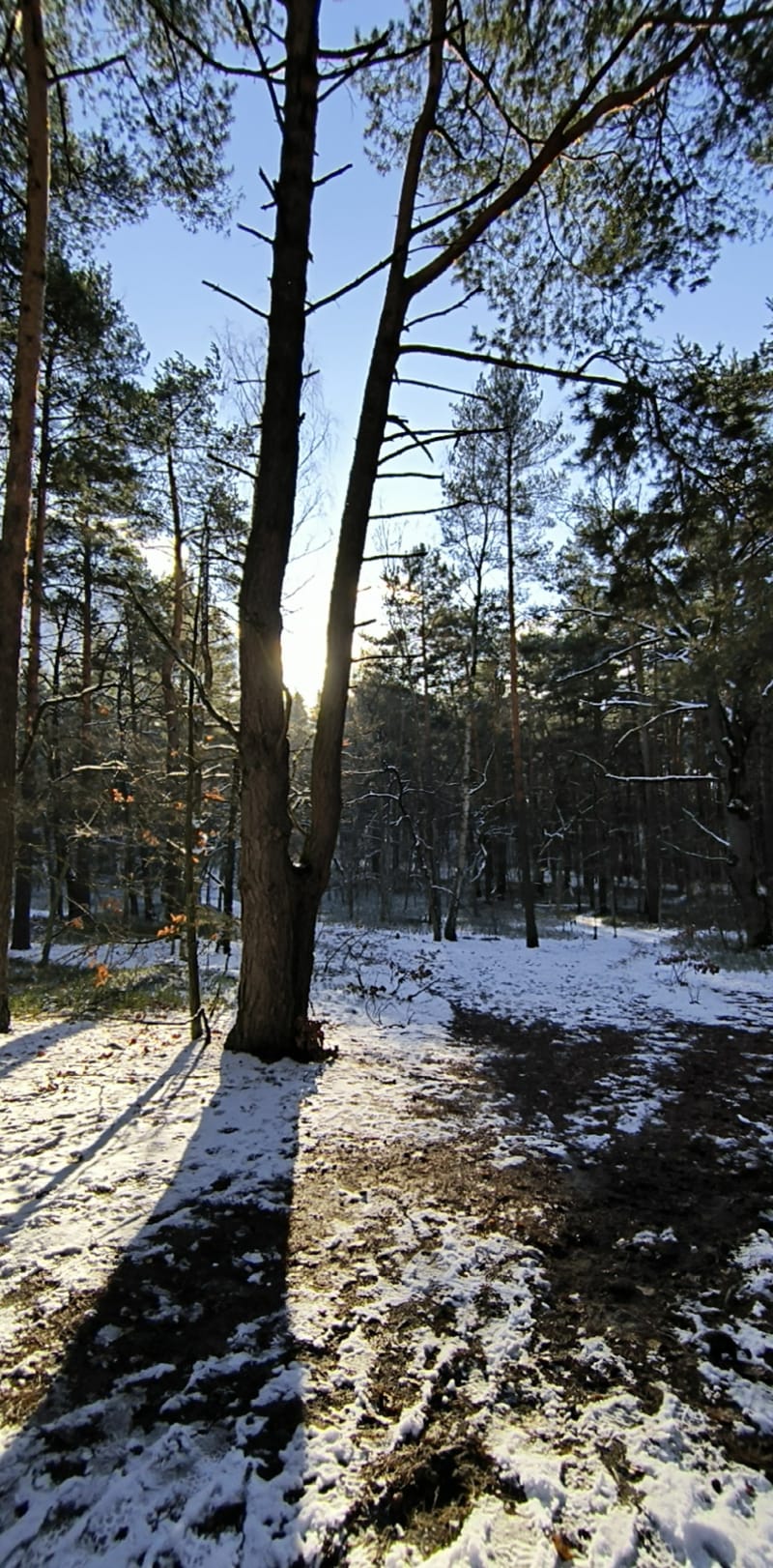 Spacer po sosnowym lesie. Mazowiecki park krajobrazowy - Warszawa