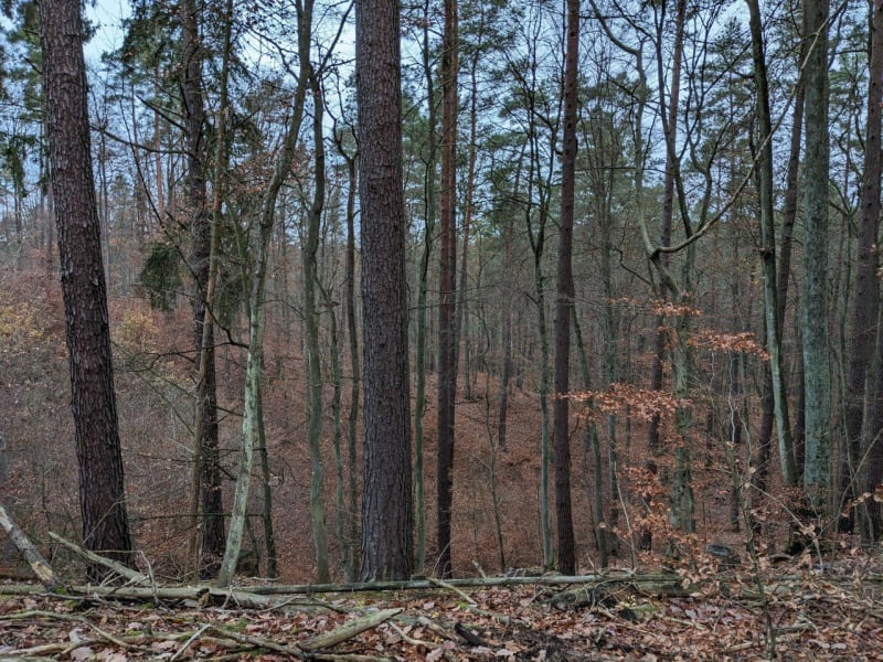 10-kilometrowa wędrówka po Trójmiejskim Parku Krajobrazowym - Gdańsk