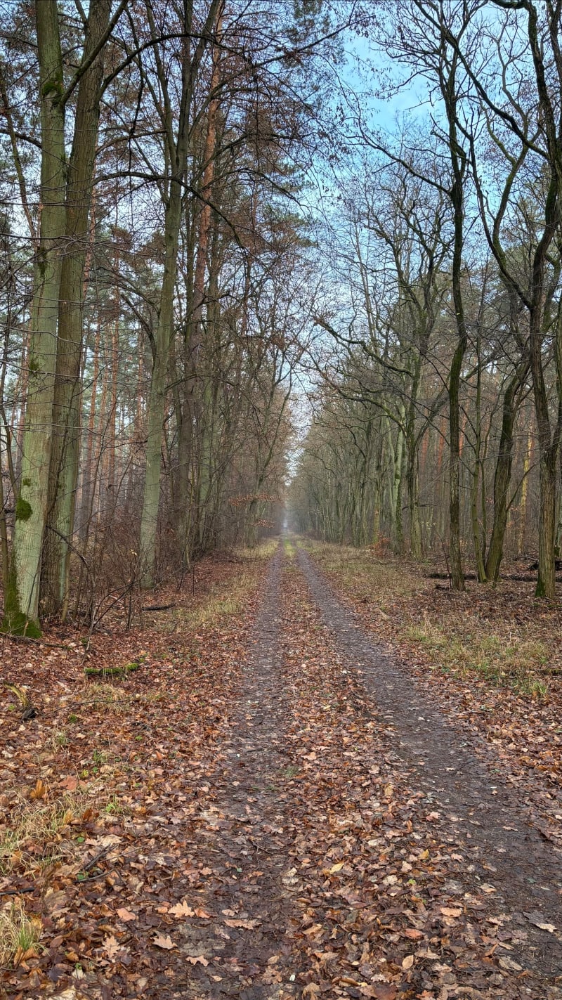 Las Rynkowo - Bydgoszcz