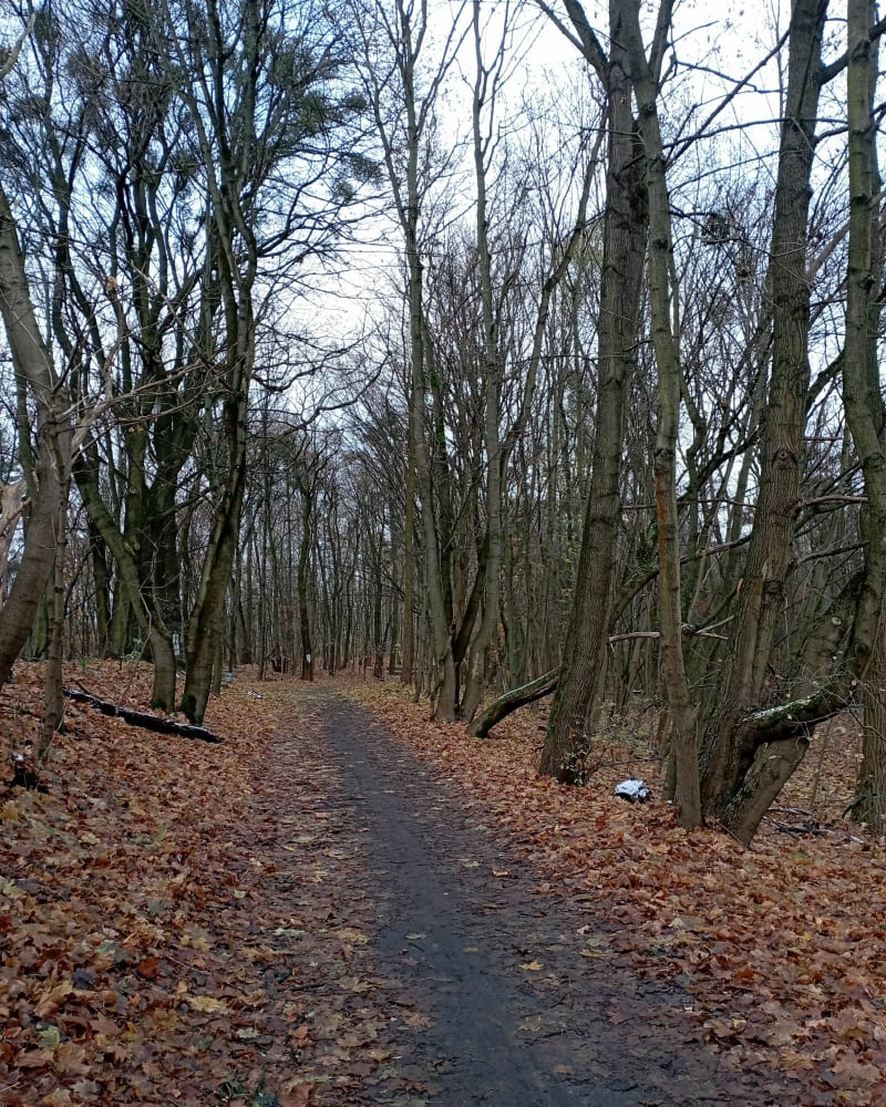 Lasy komunalne w Poznaniu - Poznań