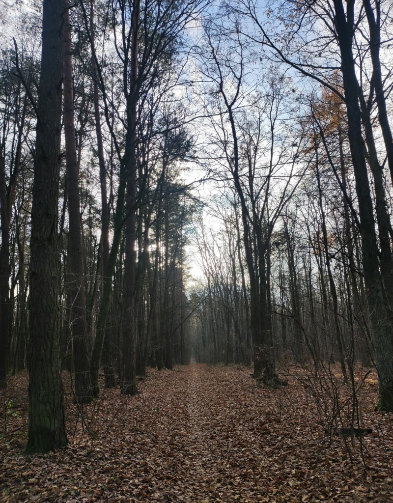 Spacerowa trasa po Starym Gaju w Lublinie - Lublin