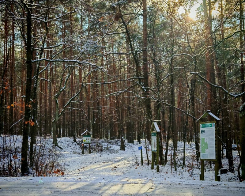 Pagórki, bagna i dzikie lasy niedaleko Jedliny - Jedlina