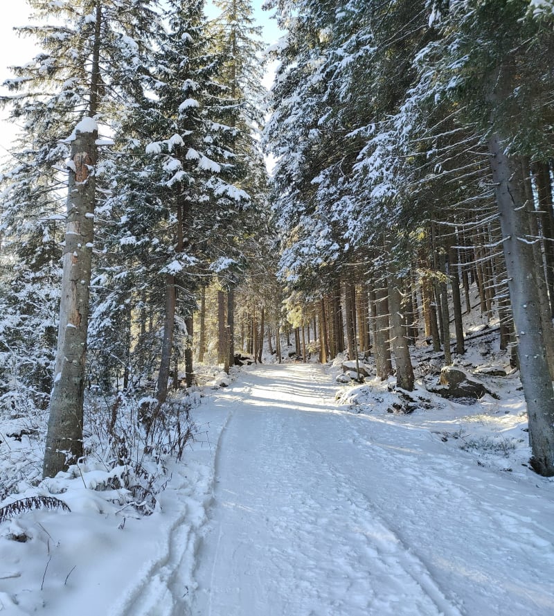 Przez Murowaniec na Rusinową Polane do parkingu - Zakopane