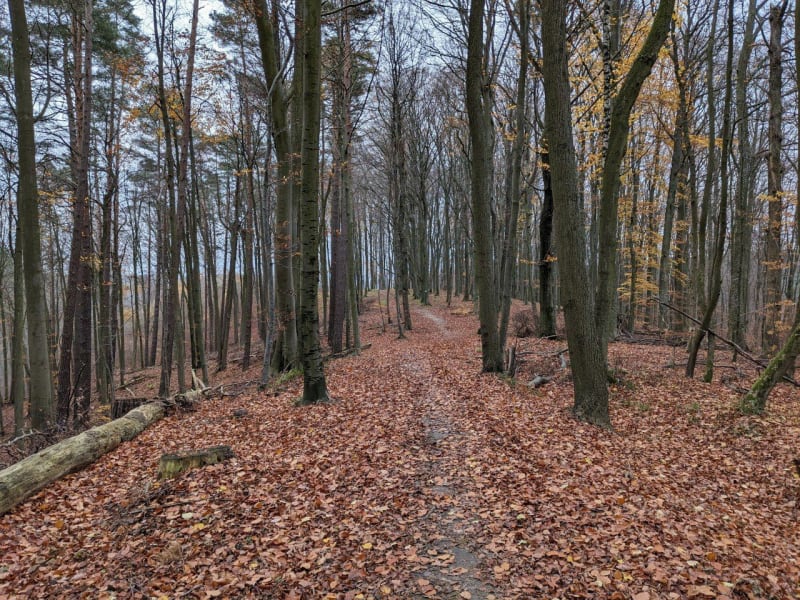 Pętla z Oliwy do Bretowa - Gdańsk