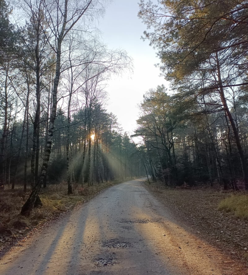 Lasy Czerniejewskie, Wierzyce - Wierzyce