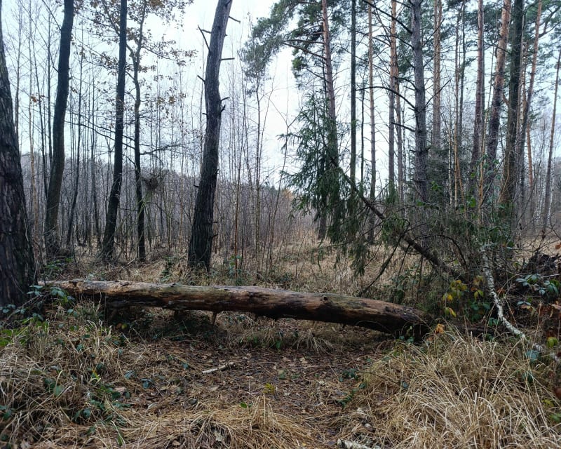 Spacer z psem - Wrocław