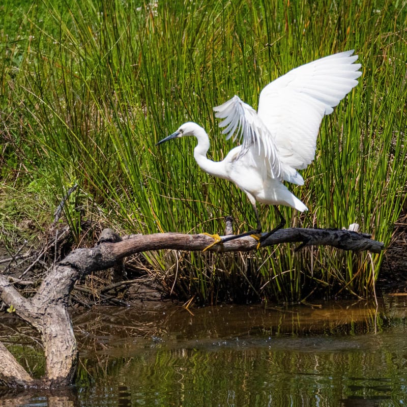 Camping Le Braou vers le Parc Ornithologique du Teich by Bigabike - Audenge