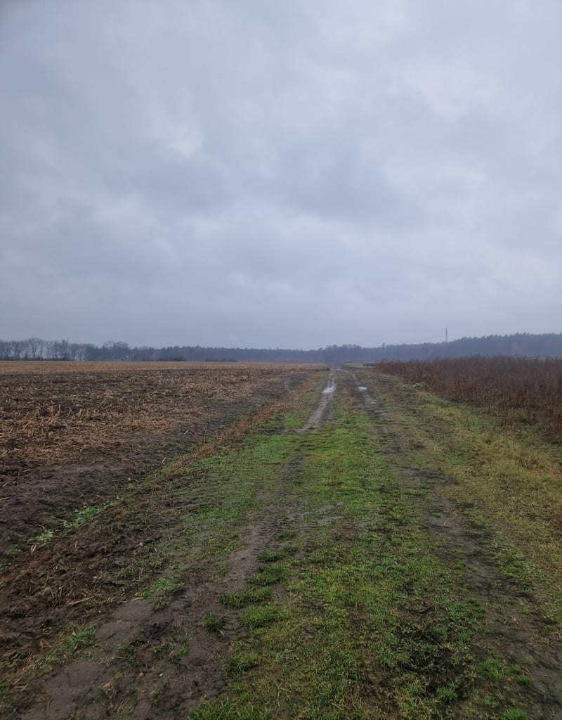 Libiąż las i spokojne ulice - Libiąż