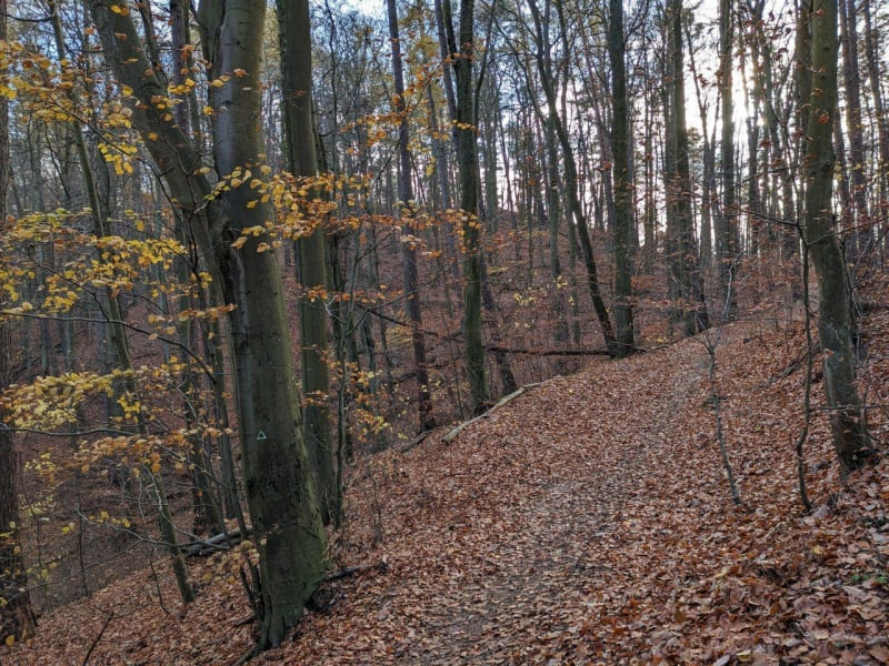 Bardzo długa wędrówka z Oliwy do Bretowa i z powrotem - Gdańsk