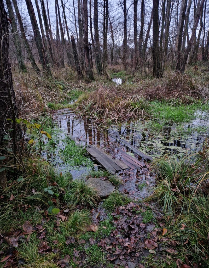 Ściezka pod Dębami Lubin - Lubin