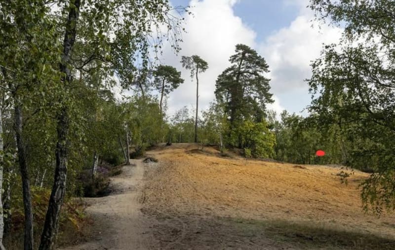 Single dans la forêt de Montmorency - Frépillon