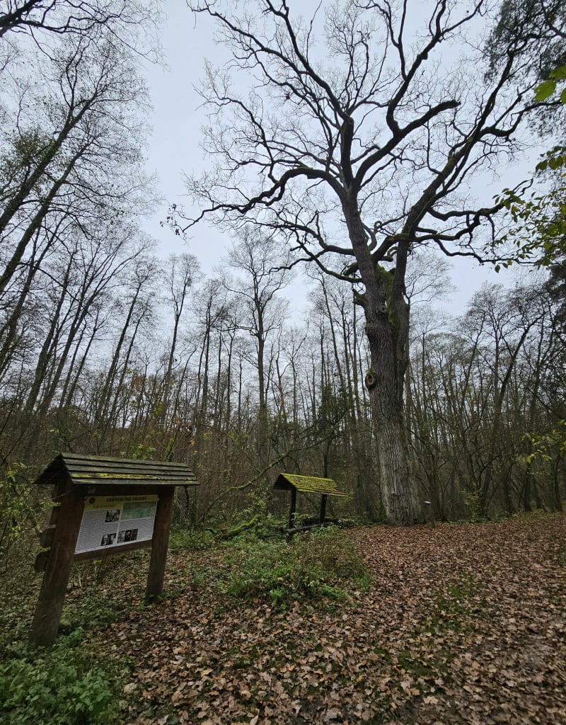 Kampinowski Park Narodowy - Wilcze Tułowskie