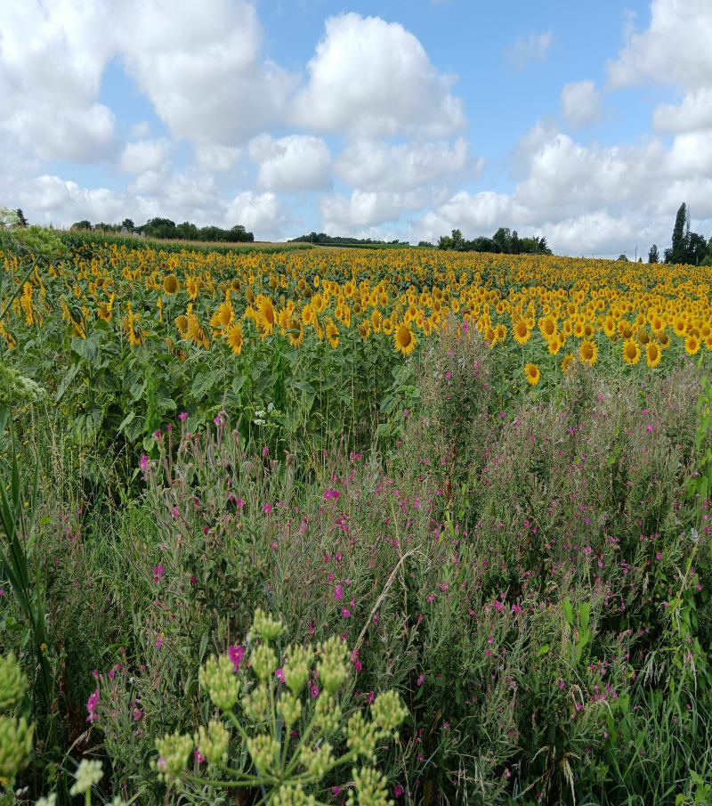 Balade dans les marais entre la Bohalle et Brain sur l'Authion - Loire-Authion