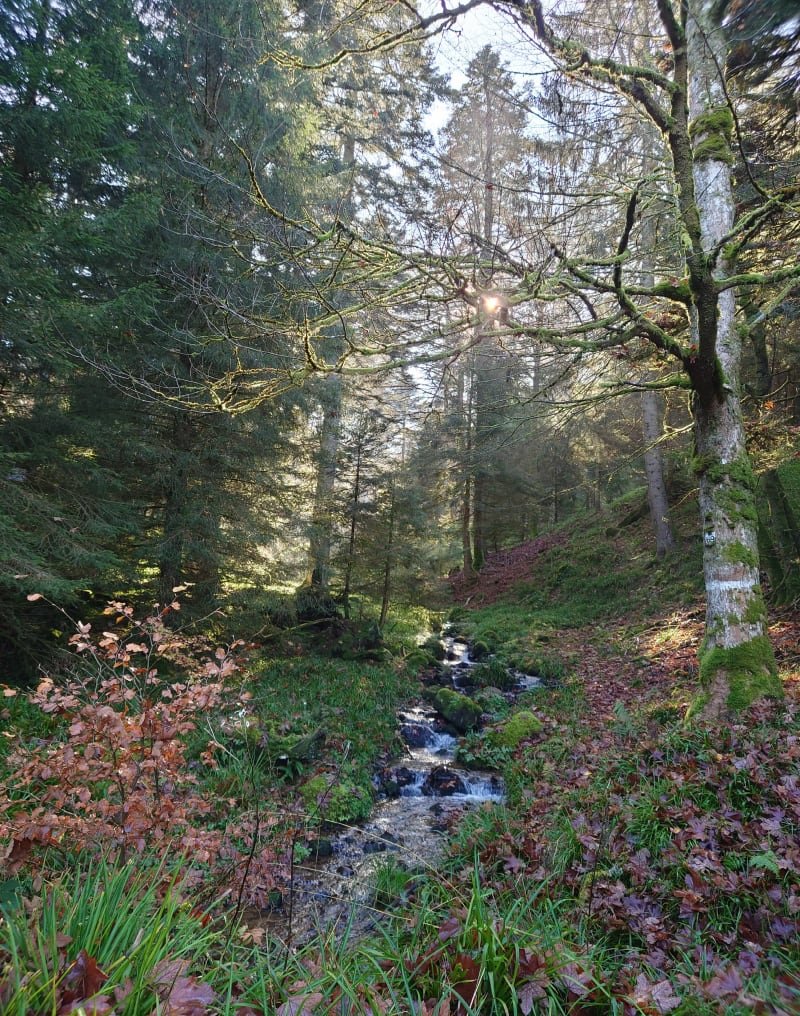 Balade de Mullerhof - Ottrott