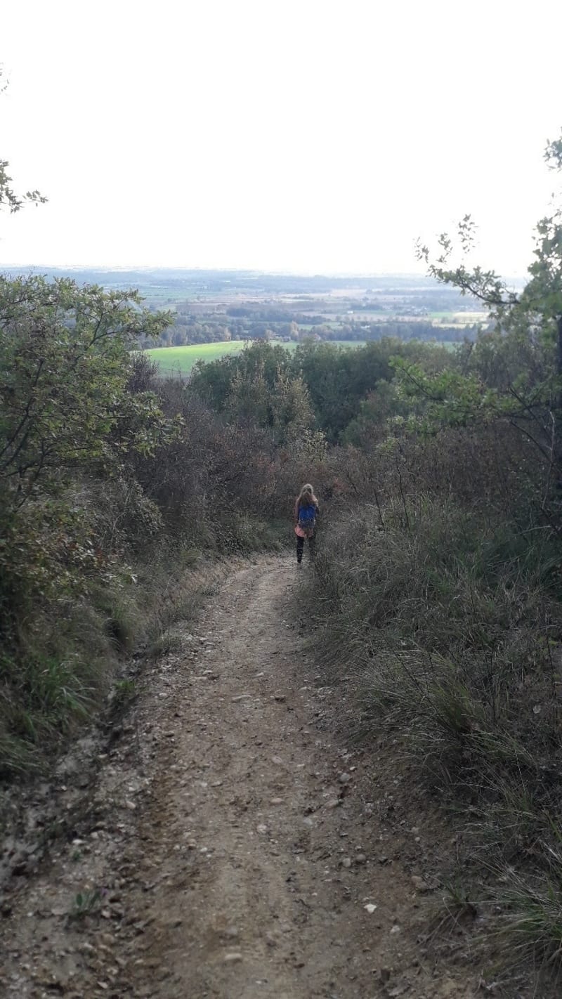 Forêt Mezens - Buzet-sur-Tarn