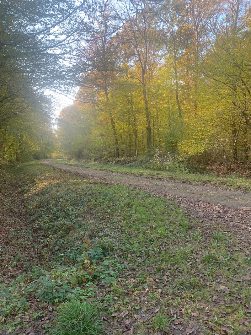 Balade en forêt de Montargis - Amilly