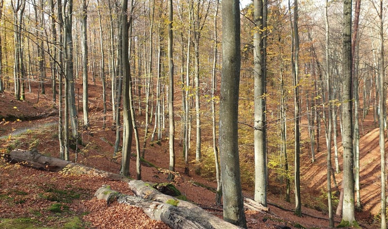 Wąwóz Huzarów i Wężową Dolina - Gdańsk