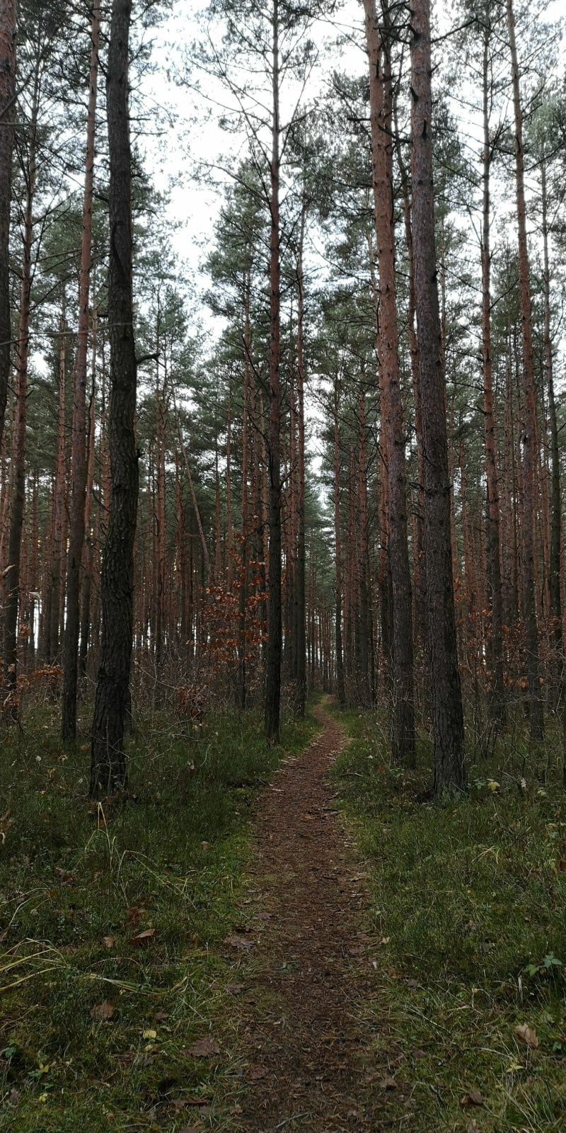 Sosnowiec/Sławków - Sosnowiec