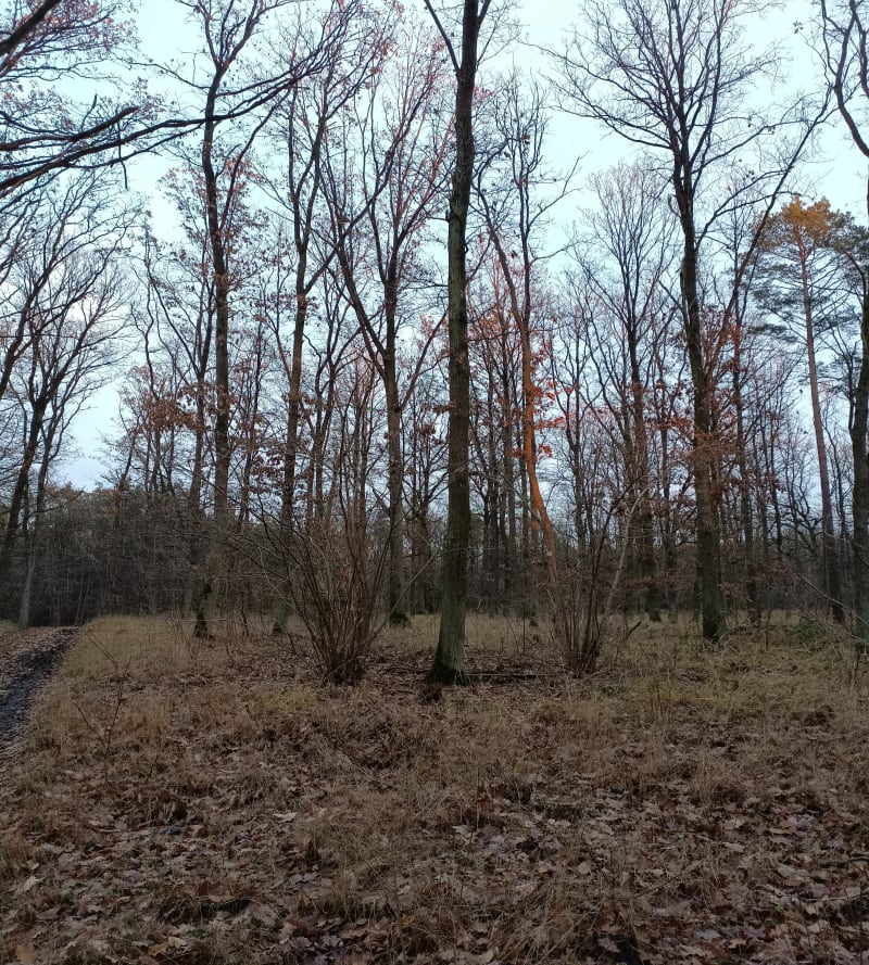 Las miejski - Gniezno