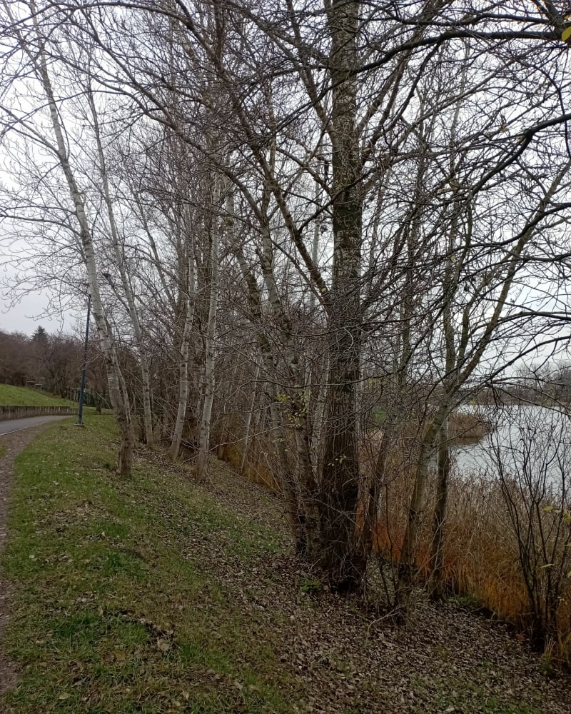 Spacer dookoła jeziora - Gniezno