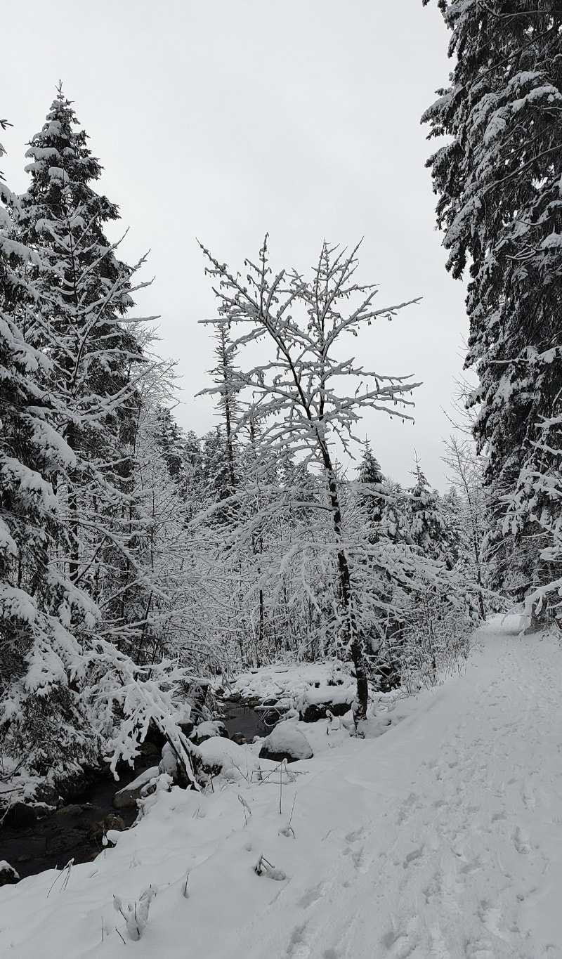Giewont z Doliny Małej Łąki - Zakopane