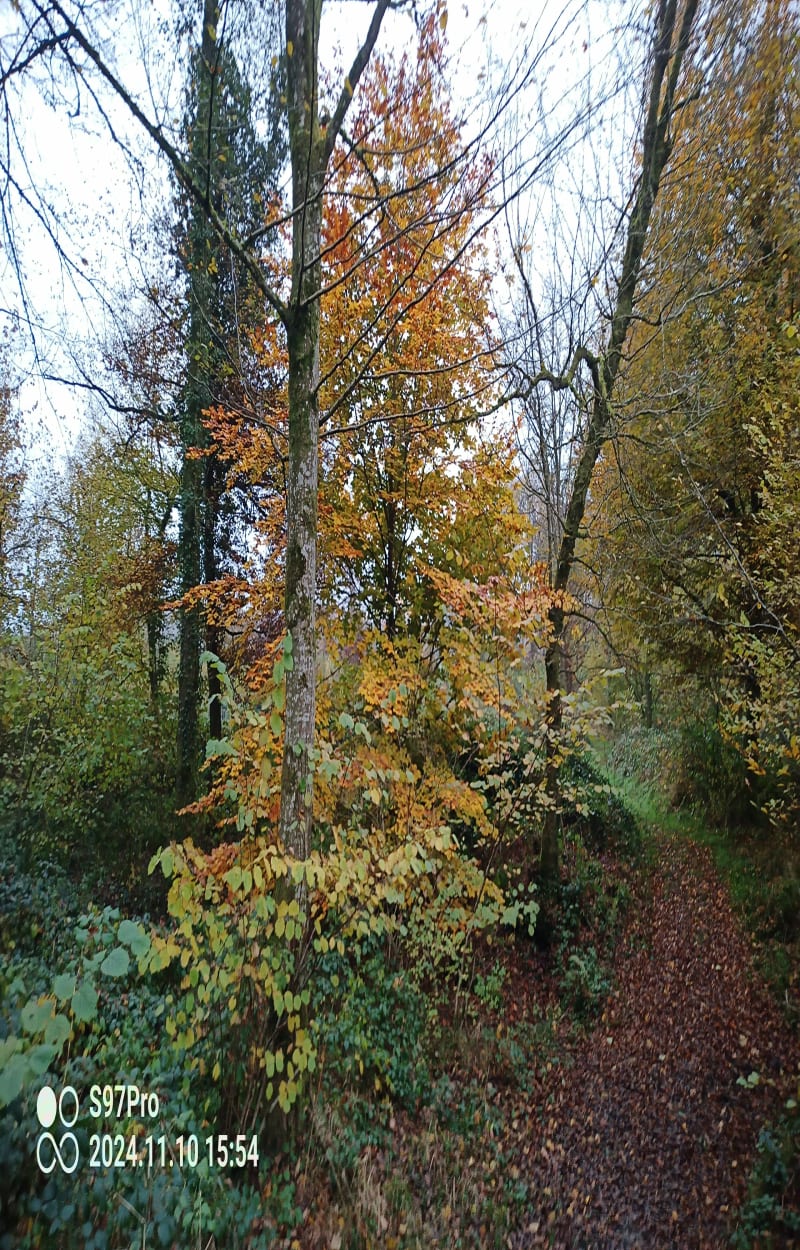 Balade en forêt automnale à Brebotte - Brebotte