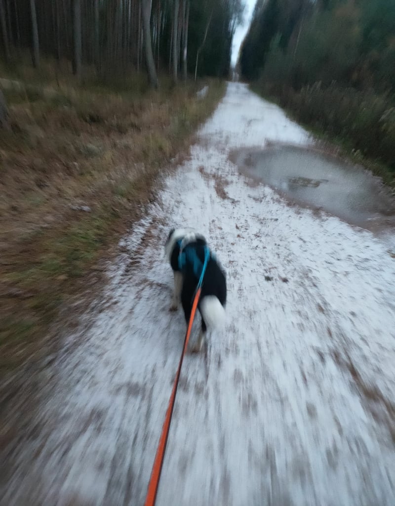 Canicros, spacer - Świerczów