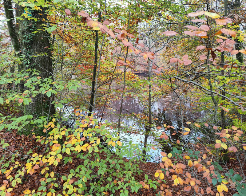 Forêt de Haguenau - Haguenau