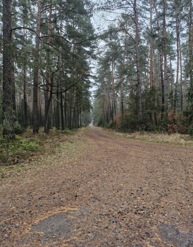 Lekka trasa rowerowa lasem - Jaśkowice
