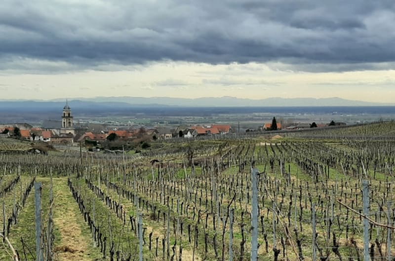 Sur les hauteurs de Westhoffen - Westhoffen