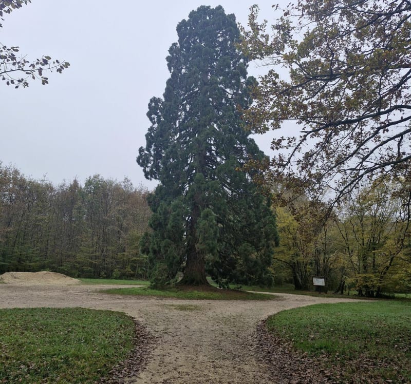 Balade en forêt de Russy - Chailles