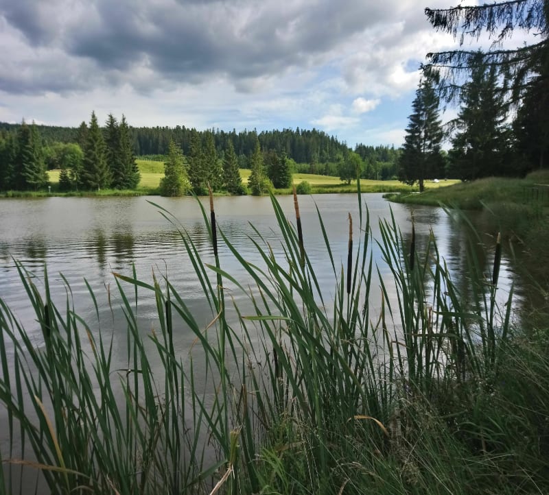 Les plains -tour des étangs de Trevillers - Les Plains-et-Grands-Essarts