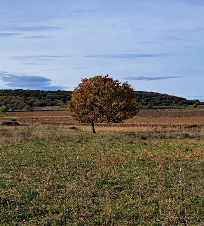 Nizas et ses 15 km - Nizas