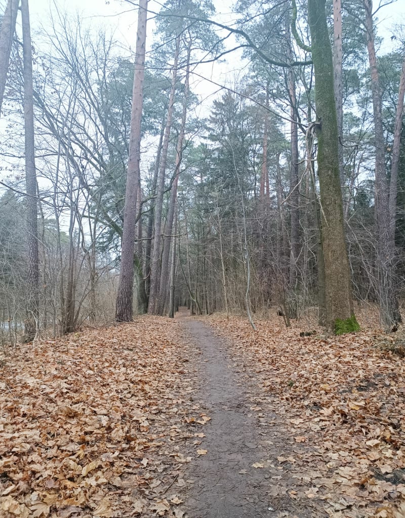 Aktywnie w Lesie Miejskim - Olsztyn