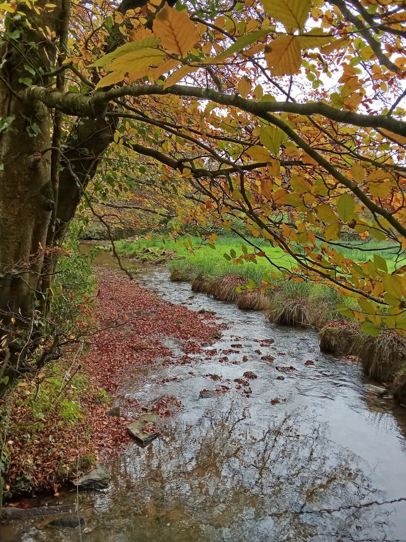 Le long du ruisseau le Marvis - Virandeville