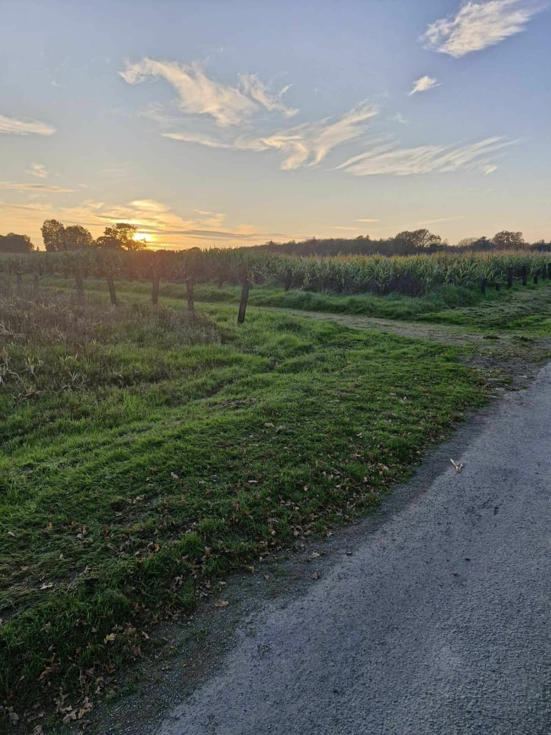 Balade forestière Trébédan par Chalonge Trénigon - Trébédan
