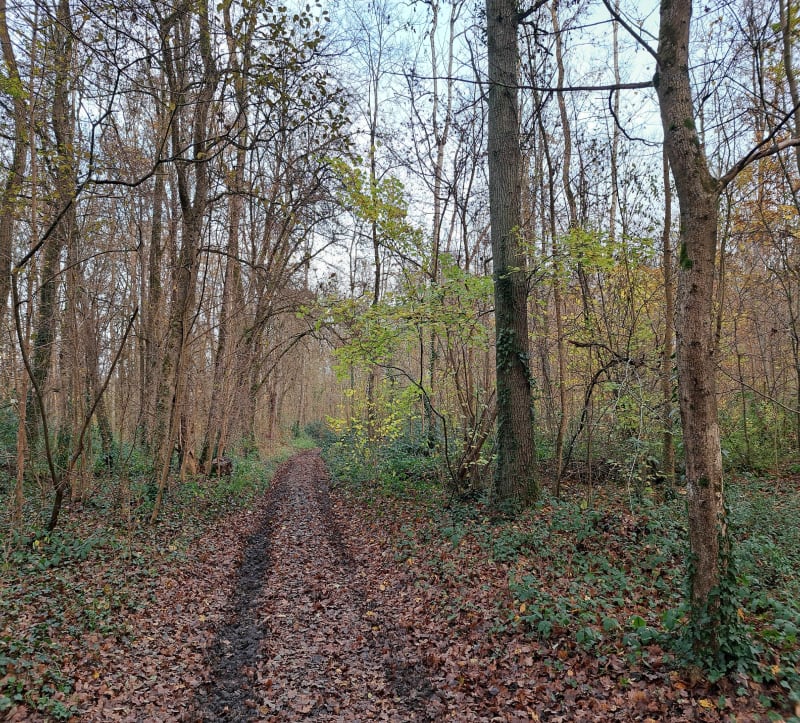 Balade dans les sous-bois de Fontenay sur Eure - Fontenay-sur-Eure