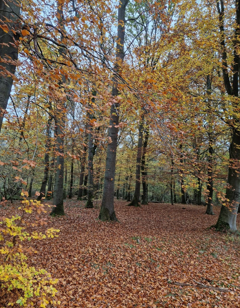 Forêt de Marchiennes et Battelerie - Marchiennes