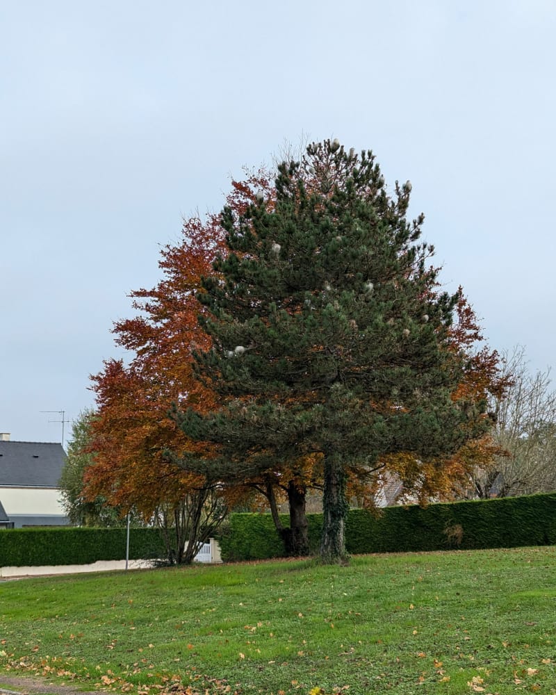 Entre Cher et champs à Azay sur Cher - Azay-sur-Cher