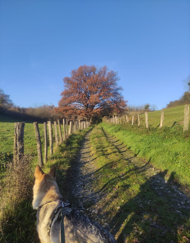 Tour de forêt à Montcarra - Montcarra