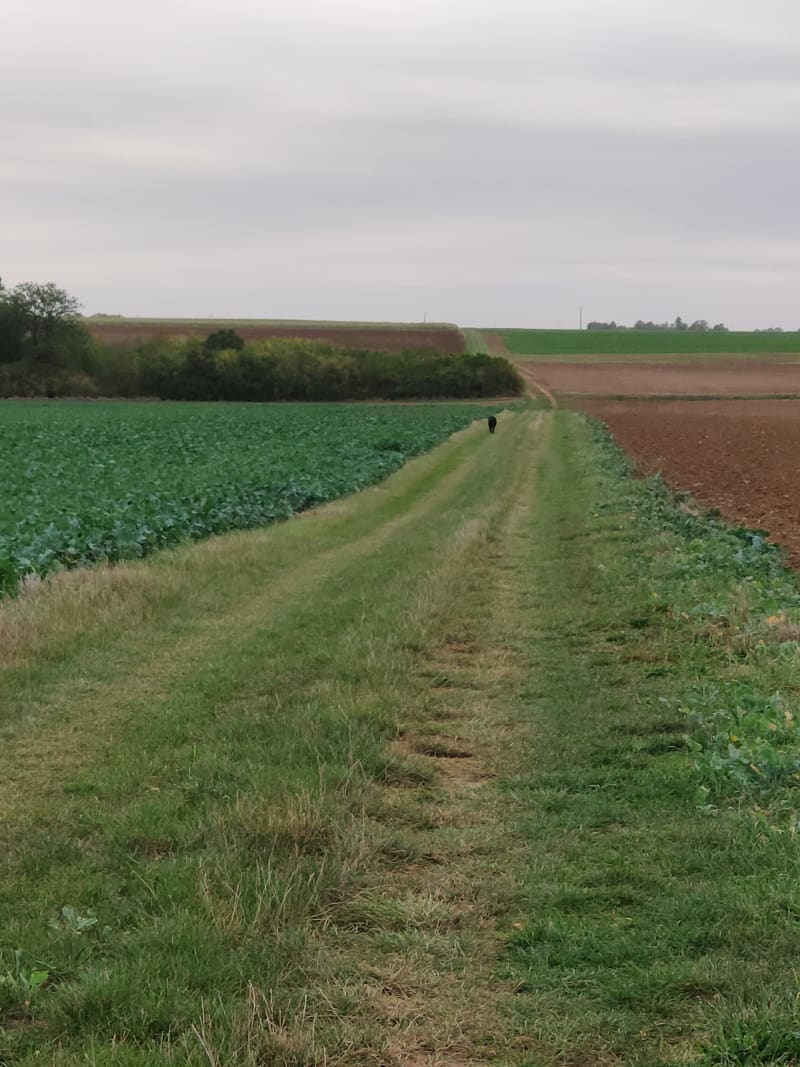 De Marolles-en-Hurepoix à St-Vrain par les champs - Marolles-en-Hurepoix