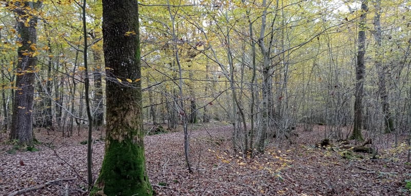Marche nordique vers Ozouer-le-Voulgis - Chaumes-en-Brie