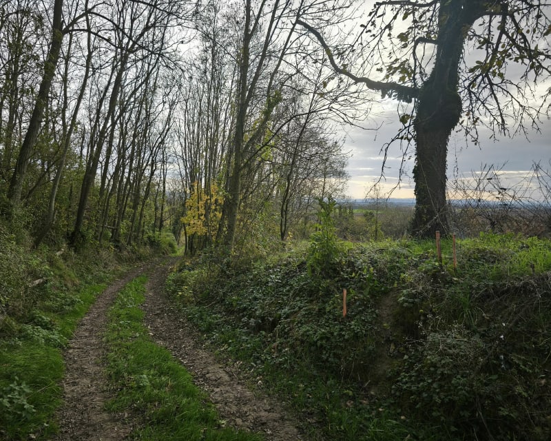 Boucle entre Gimbrett et Gougenheim - Berstett