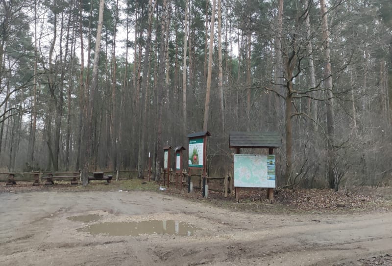 Las w Kroczymiechu - Libiąż