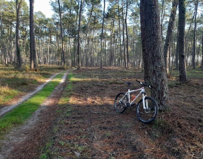 Boucle dans les pins depuis Nizan Gare - Le Nizan