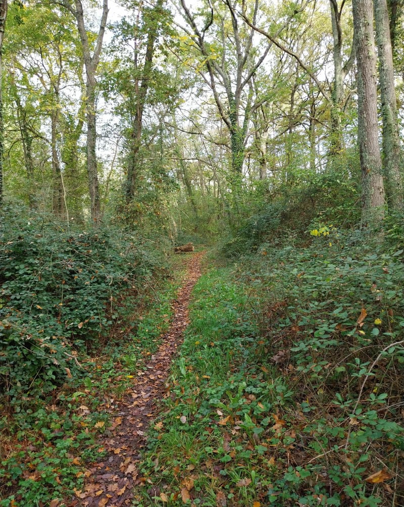 Autour de Blajan par les sous bois - Blajan