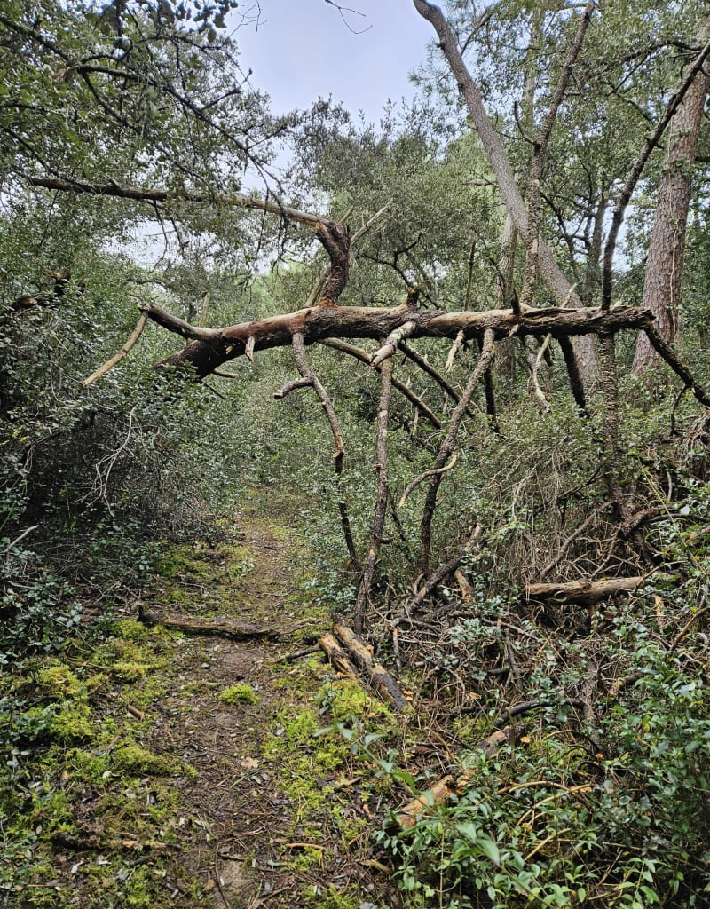 Petit chemin forestier au Rocher - Longeville-sur-Mer