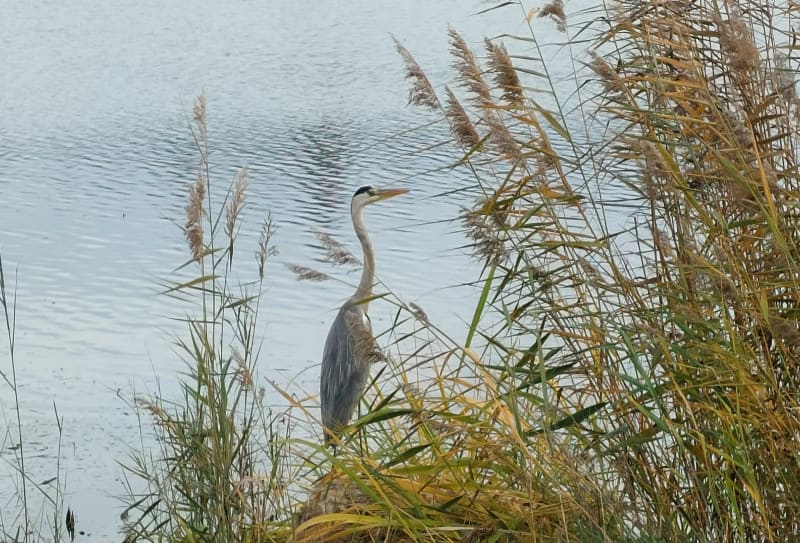 Tour du Lac de Vaivre depuis la gare, le long du Durgeon - Vesoul