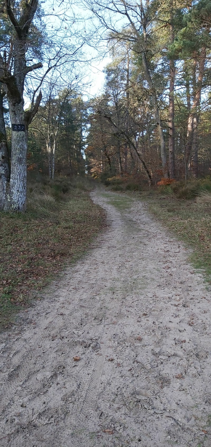 Butte St-Louis et mont St-Germain - Fontainebleau